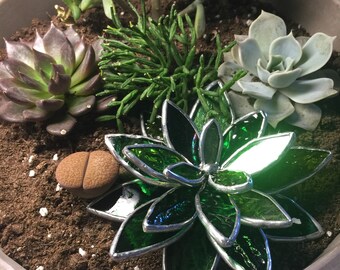 Stained Glass Succulents