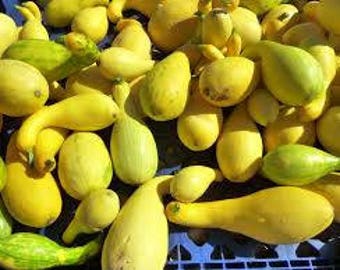 Squash Summer Crookneck 25+ seeds - heirloom seeds - vegetable seeds - garden seeds - squash seeds - summer squash seeds - crookneck squash
