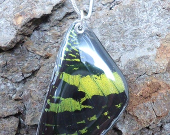 Madagascan Sunset Moth Resin Wing Necklace (forewing)