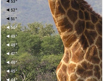 Giraffe Growth Chart