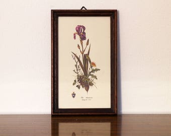 Vintage Flowers framed print iris chamaeiris botanical floral art illustration