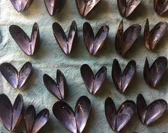25 Full mussel shells