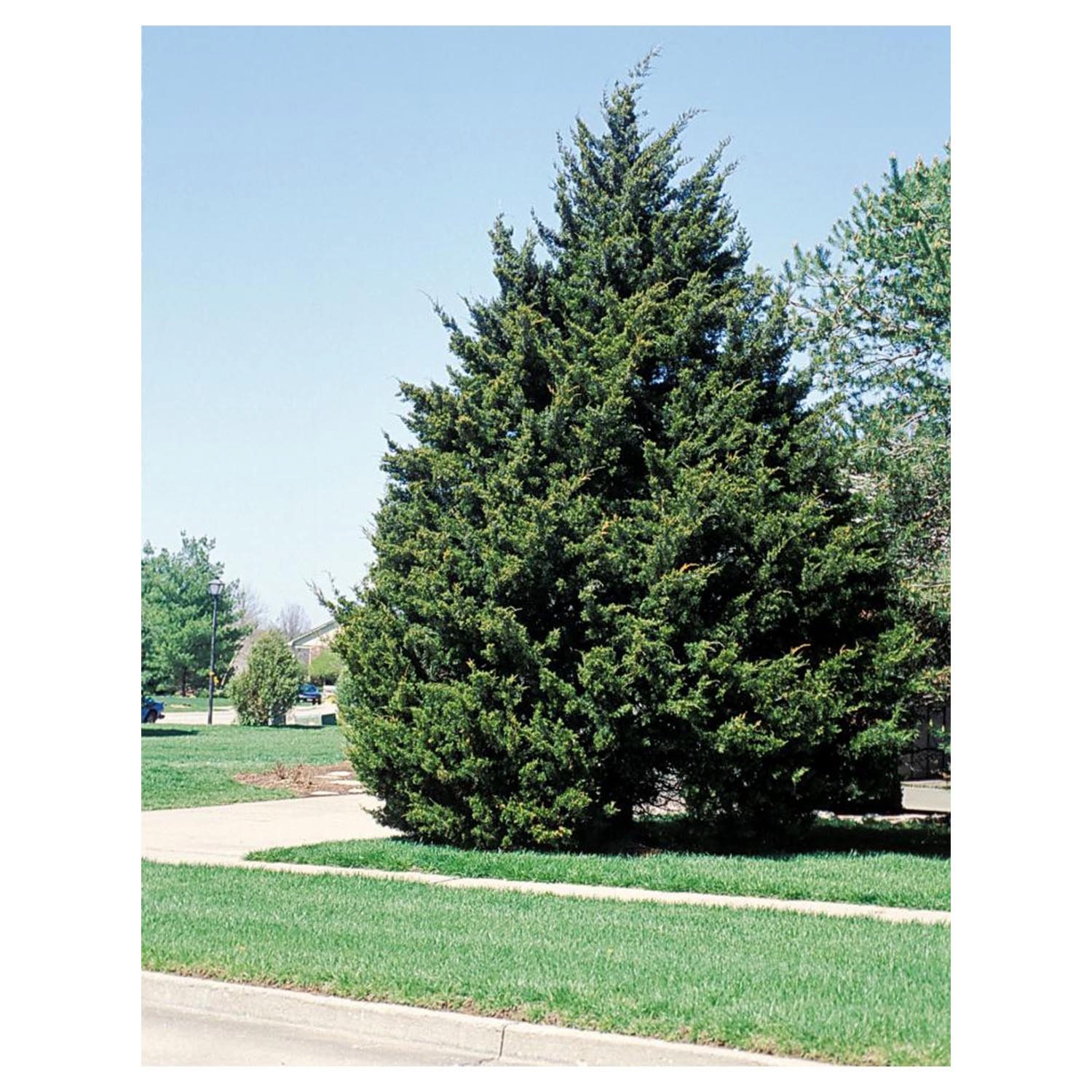 Eastern Red Cedar Tree, 6 Potted Plants in 2.5" Pot, Hardy, Evergreen