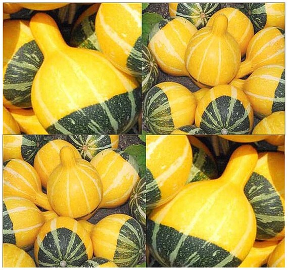 20 x graine de bicolores courge de poire jaune vert & pour