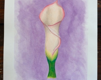 Water Color Calla Lilly - Pink