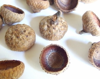 50 Unfinished Medium Oak Acorn Caps H14