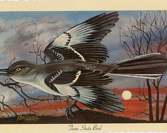 Texas State Bird - Mockingbird Vintage Postcard Signed Artist Ken Haag (unused)