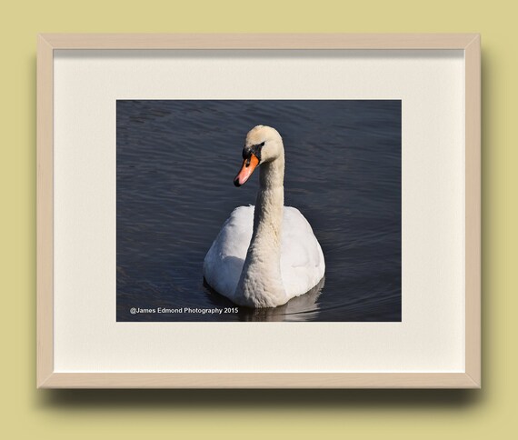 Swan Relaxing, Bird Photography, Swan Photography, Swan Art, Wildlife Photography, Swan Print, Swan Photo, swan decor, pond photography