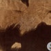 Velvet Suede Fabric BIG COW BROWN / 54" Wide / Sold by the yard
