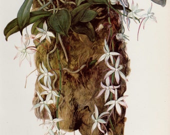 Botanical Flower Print White Orchid Artwork Cottage Decor Vintage Botanical Print White Home Decor Gift For Him Her 651