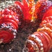 Handmade Glass Lampwork disc disk Beads "Red" filler focal glass art