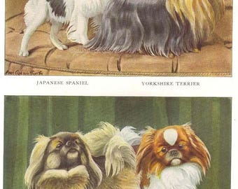 Vintage 1900s Pekingese Yorkshire Terrier and Japanese Spaniel by Louis Agassiz Fuertes