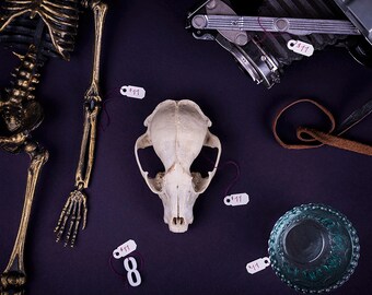 eleven dollars - welcome to night vale creepy still life