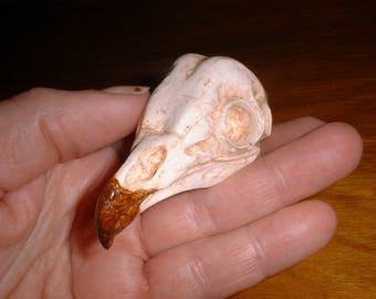 Skull - Bird Bones - Owl Skull - BARN OWL - Casting - Bird Skull - Bones