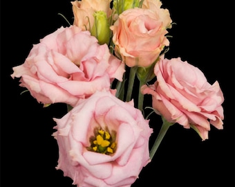 Fresh Lisianthus, Wedding centerpieces, wedding bouquets, Apricot, weddings, wedding arrangements, table centerpieces