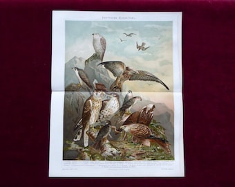 Chromolithograph German birds of prey