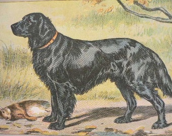 ANTIQUE 1907 Flat haired RETRIEVER signed dog print Chromolithograph Mahler German artist Collectors item Christmas, Birthday gift Authentic