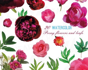 Poeny watercolor clip art collection, colorful watercolor graphics, poeny leaf and flowers, vector and individual PNG files, diy invitation