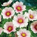 Cosmos Daydream * Delicate Pink!! 50 Seeds ... seeds galore