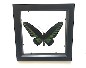 Beautiful Birdwing Butterfly Ornithoptera Trogonoptera Brookiana Male Butterfly/Insect/Taxidermy/Lepidoptera.