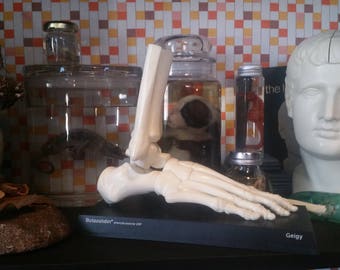 Vintage Geigy Butazolidin Medical Model, Skeletal Foot