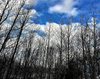 WINTER TREES Fine Art Print of my photo 5 x 7 Epson inks on Canon photo paper, clouds, trees, sky