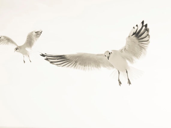 SEAGULLS 1. Seagull Print, Birds Flying, Beach Print, Wildlife Picture, Dorset Art, Photographic Print