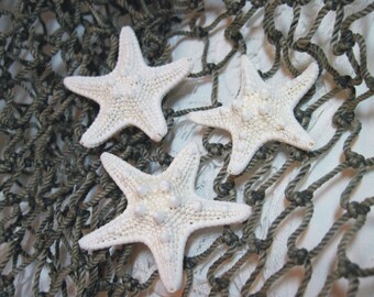 3 Mini Knobby Starfish - White Starfish Sea Stars