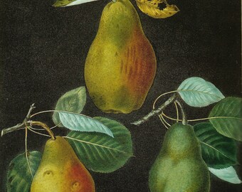 PEAR PRINT Color Art Print Original 2002 Book Plate 169 Beautiful Pears Antique Writing Garden Tree Nature Home Decor