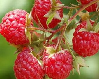 Raspberry seeds - Red