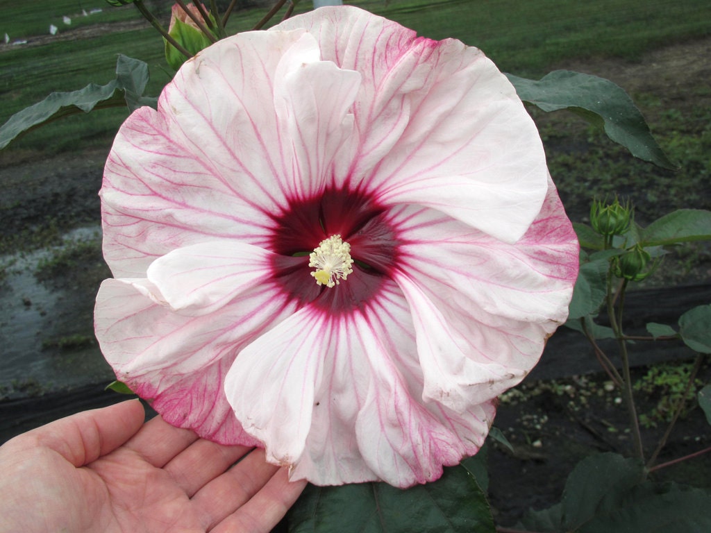 Hardy Hibiscus Seeds CHERRY CHEESECAKE Perennial Flowering