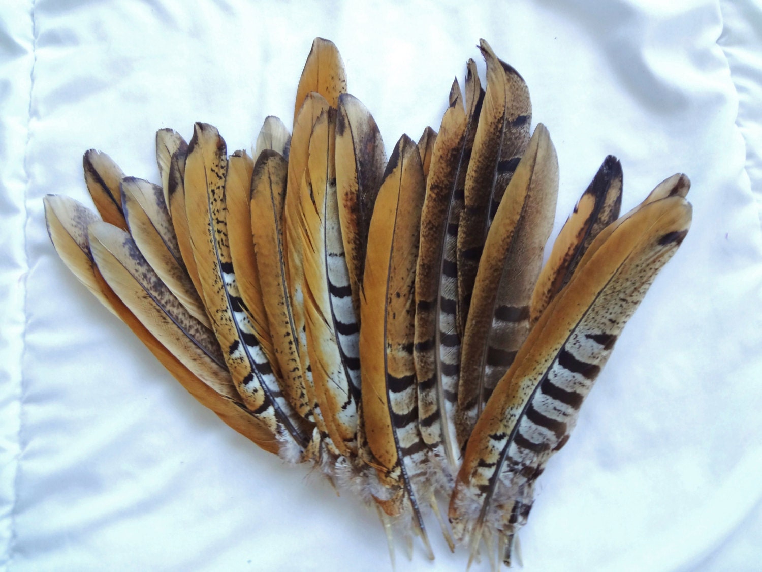 Reeves Pheasant Striped Tail Feathers Wholesale Loose Quill