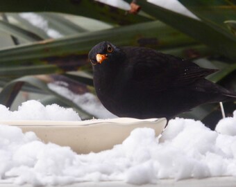 Are You Looking At Me ? Blackbird in the Snow Card
