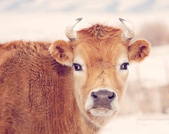 Cute Cow Photograph, Farm and Country Wall Art, Animal Photography in Nature, Physical Print