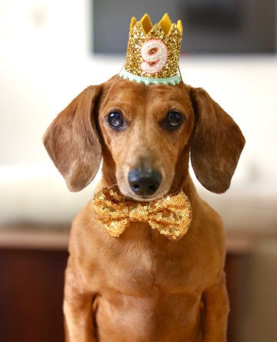 Dog Birthday Hat + Bow Tie || Animal Party Hat || Cat Kitty Puppy Pig Birthday Crown Hat || Add Any Number