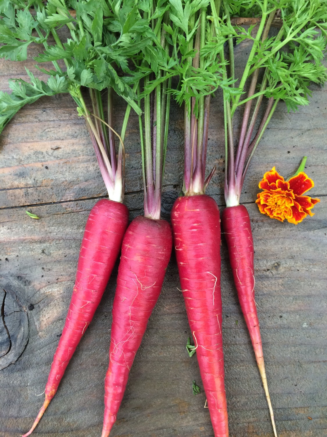 FREE SHIPPING Organic Heirloom Cosmic Purple Carrot Seeds Best
