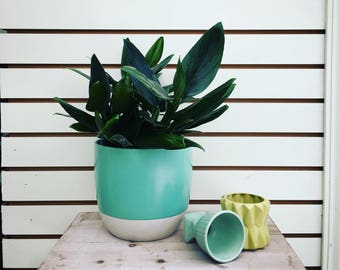 Philodendron Guttiferum Cuttings (2)