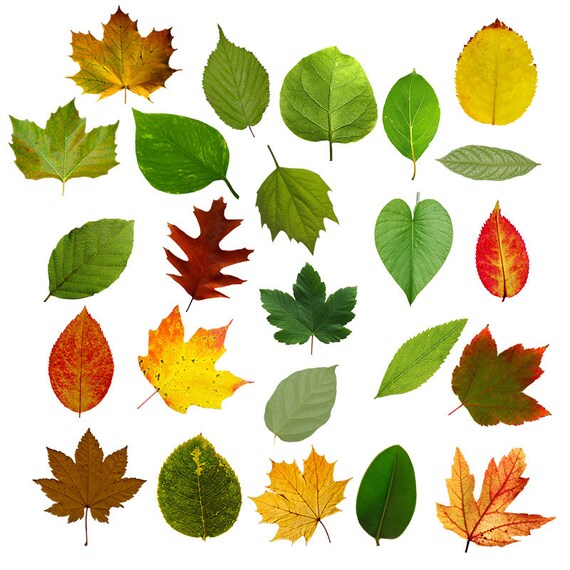 Leaves Leaf PNG Clip Art Digital Download Photoshop