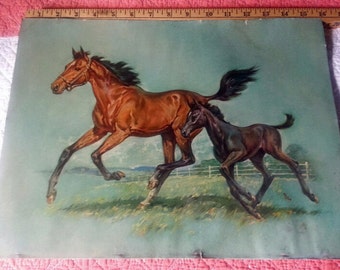 Vintage horse and colt print