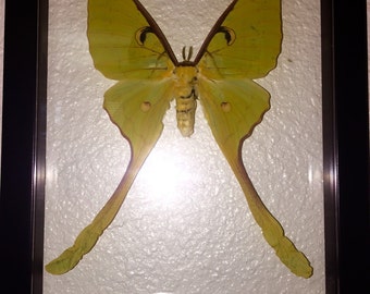 POLILLA GIGANTE DE LA LUNA