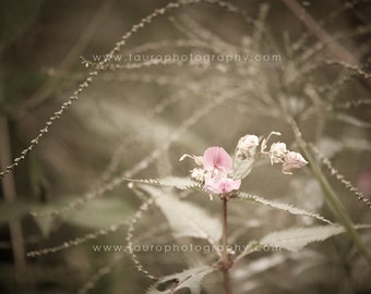 Vintage Wildflower in Pink