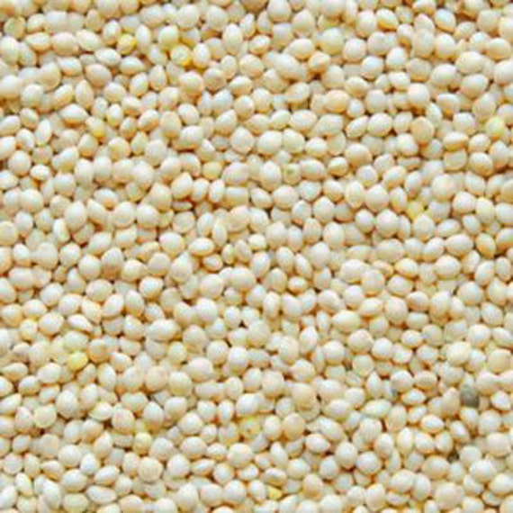 White Proso Millet Seed