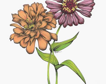 Zinnia Fine Art Print Drawing