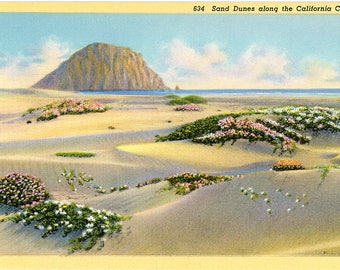 Sand Dunes Along California Coast Vintage Botanical Postcard (unused)