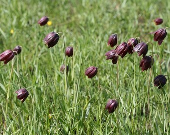 Fritillaria Ruthenica * Black Night Flower * Limited Quantity VERY RARE * 3 Seeds