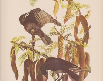 Vintage 1950's Audubon Print,Fish Crow , Commentary by Roger Tory Peterson, Ornithology, Rustic Decor, Suitable for Framing