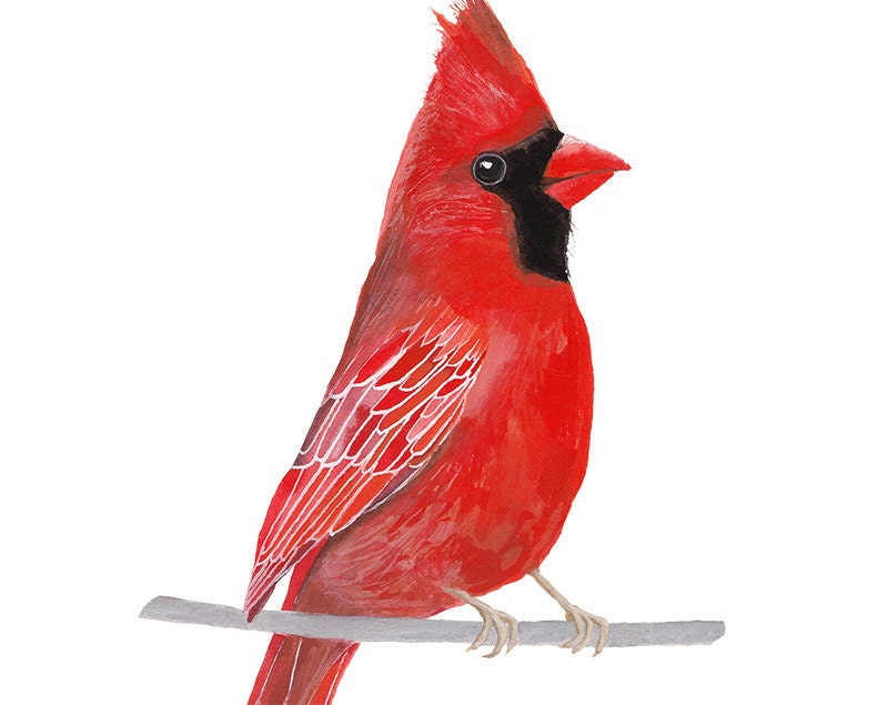 Bird Print Cardinal Bird Printable Bird Wall Printable