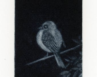 Little bird, Mezzotint engraving