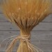 Large Dried Wheat | 1LB Bunch Wheat | Blonde Wheat | Wedding Centerpieces | Rustic Wedding