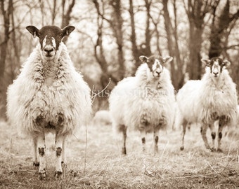 Sheep card, blank card, sheep photography, greetings card, black & white card, photo card, fine art photo, birthday card, photo card: Sheep